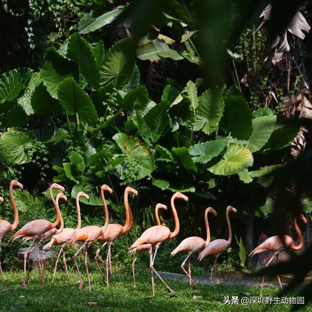 深圳世界之窗门票多少钱一张，深圳世界之窗晚上门票多少（动物园\u0026世界之窗/欢乐海岸水秀）