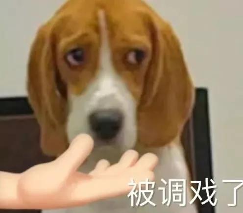 狗的土味方言，一些土味小狗怪图，收了