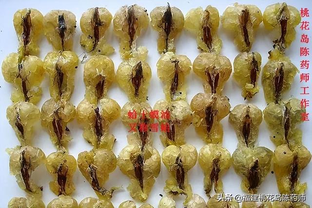 雪蛤的功效，雪蛤的功效与做法大全（20味补阴中药的药性及功效）