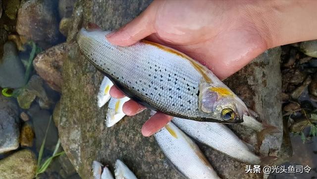 长江名贵鱼前十名，10大凶猛淡水鱼（我国保护的鱼类有87种）