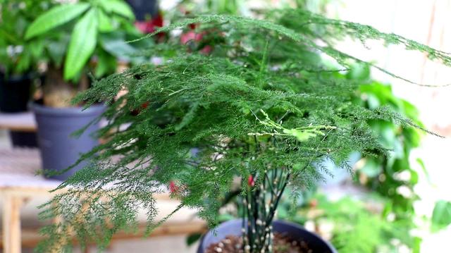 文竹的养殖方法和注意事项，文竹的养殖方法和注意事项有哪些（要让文竹“翠绿旺盛”）