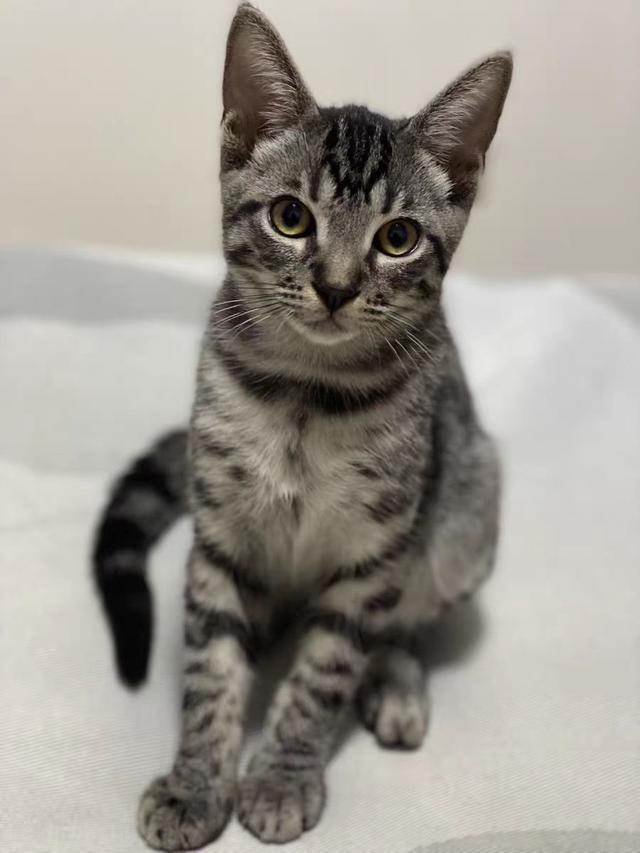 猫咪怎么驱虫，农村的猫咪怎么驱虫（猫咪驱虫的正确方法）