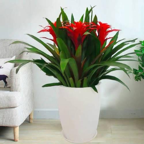 一杯水就可以发财的方法，床上放三物财不请自来（8种“发财花”）