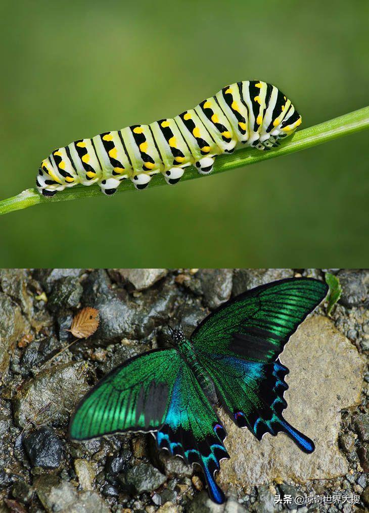 观察毛毛虫变成蝴蝶(毛毛虫怎么变成蝴蝶的过程图片) - 贝贝号