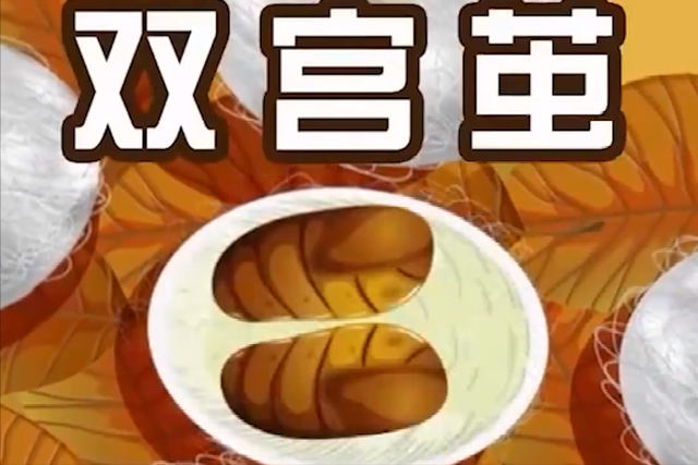 蚕茧价格多少一斤2020，蚕茧价格（他靠养蚕致富，年收入将近千万）