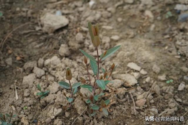 曼陀罗花的图片，曼陀罗花是什么（301味中药材的原植物彩色图谱）