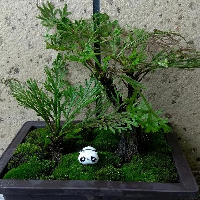 还魂草的功效与作用，还魂草的功效和作用！（这种草如此珍贵）