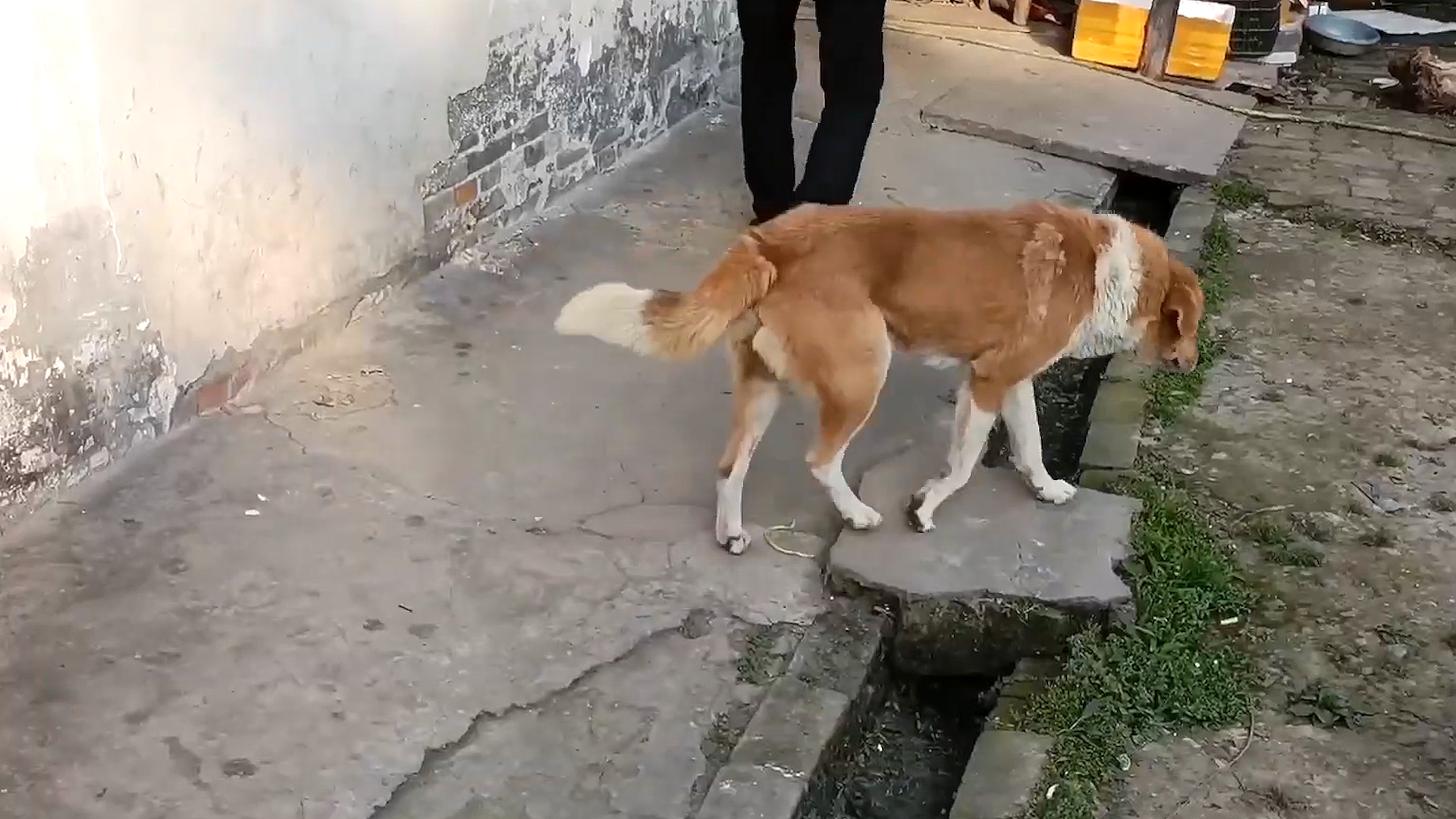 狗最多能活多少年(农村的狗一般活几年)