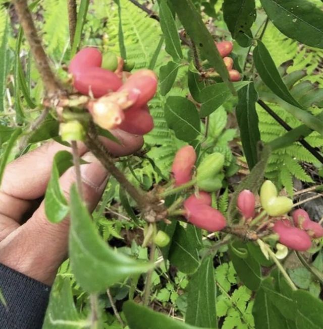 杈杷果是什么形状，杈杷树长的是什么样子（加工成饮料是一绝）