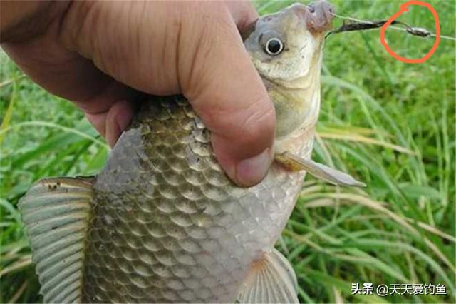 七星漂钓鱼技巧，怎样用七星漂钓鱼（七星漂钓法最犀利）