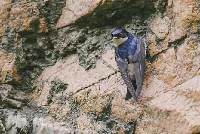 一般燕窝的价格多少钱一克，燕窝通常多少钱一克（儿子却上工地也不学采燕窝）