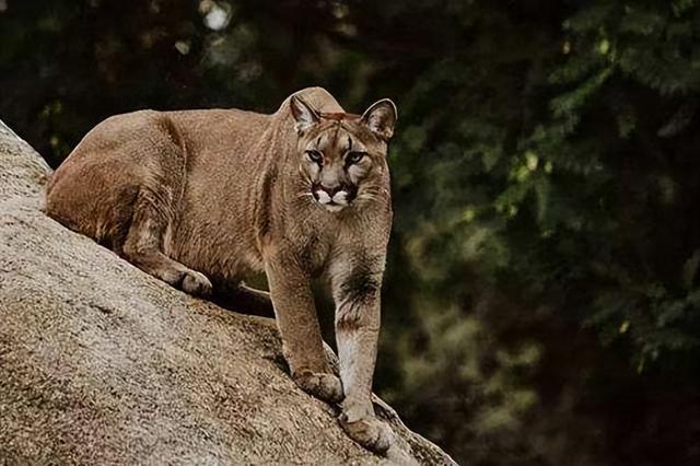 彪是什么动物生的，彪动物百度百科（俗语：“虎生三子）