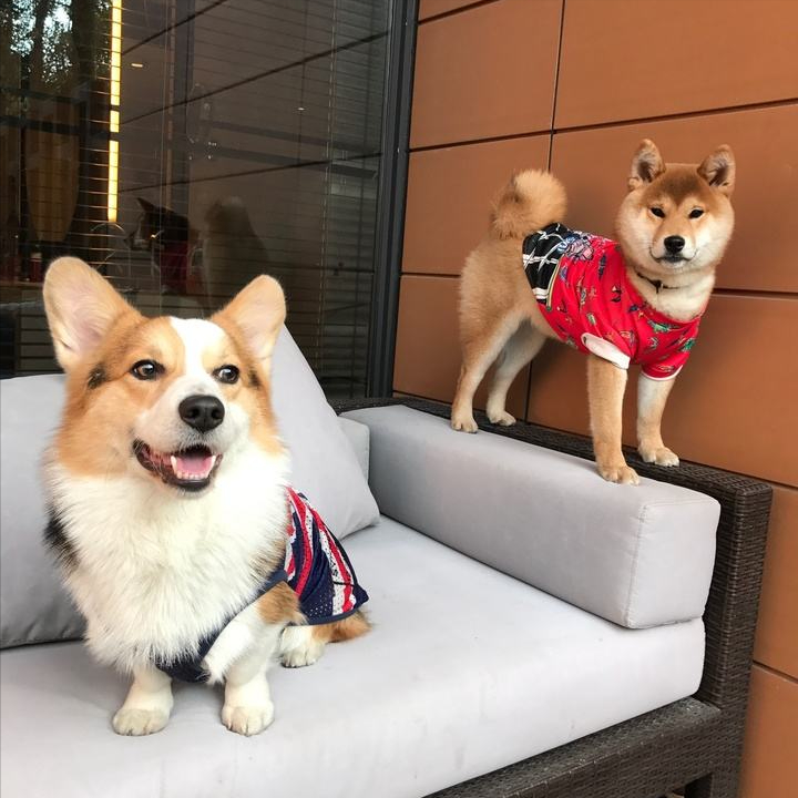 柴犬和柯基(柴犬和柯基的串串)
