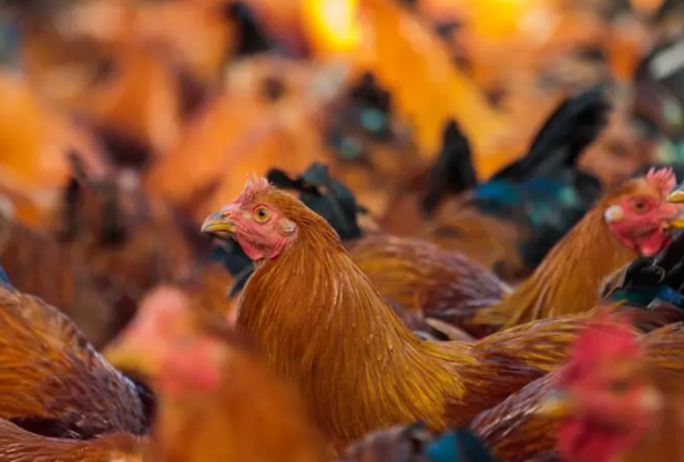 家禽的名字有哪些，家禽动物名称（你认识中国本地鸡的哪几种）