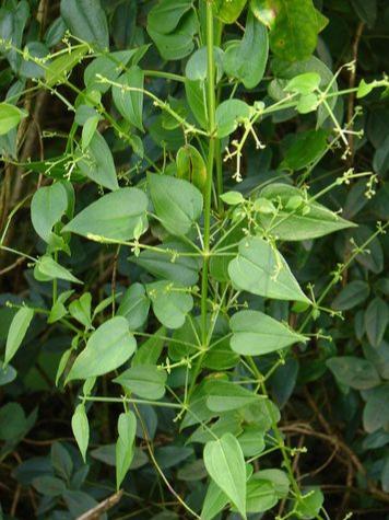 云南希草的功效与作用,朵云草的功效与作用(茜草是怎样的植物)