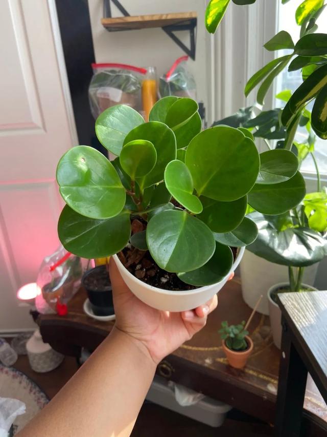 绿色种类（正版豆瓣绿和“假冒”豆瓣绿）