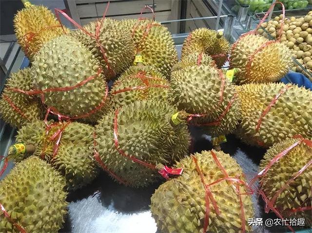 榴莲什么时候最便宜，哪个季节的榴莲最便宜（如今跌至23元一斤）