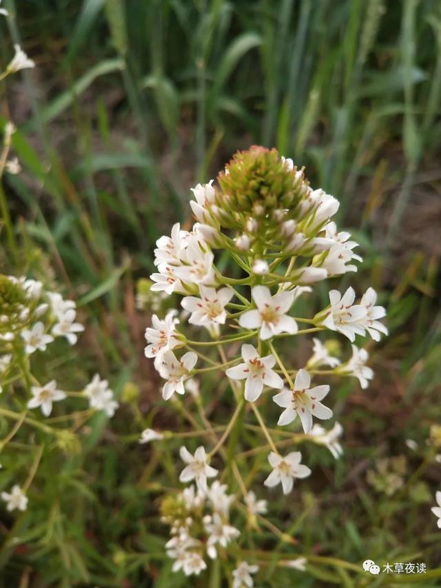 那些四月里开出绚烂花儿的野生植物们，四月有什么花开花