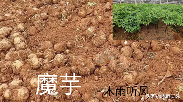 魔芋的种植时间，魔芋的种植时间施肥几次（掌握6个技术要点）