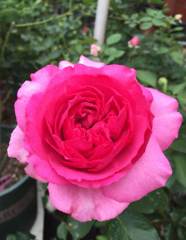 红色贵族是什么意思，贵族指的是什么（长得像牡丹的月季—伊芙·红色贵族香水）