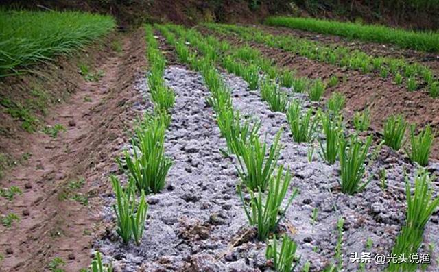 草木灰是什么肥料，草木灰是什么（农村人可能比专家更了解）