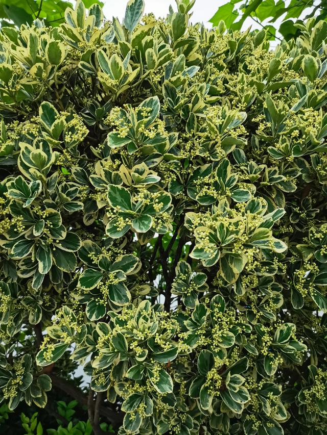 别墅庭院围墙遮挡植物有哪些，别墅围墙绿植（看上去“清清爽爽”）