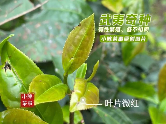 武夷岩茶之马头岩九龙窠肉桂，武夷岩茶入门