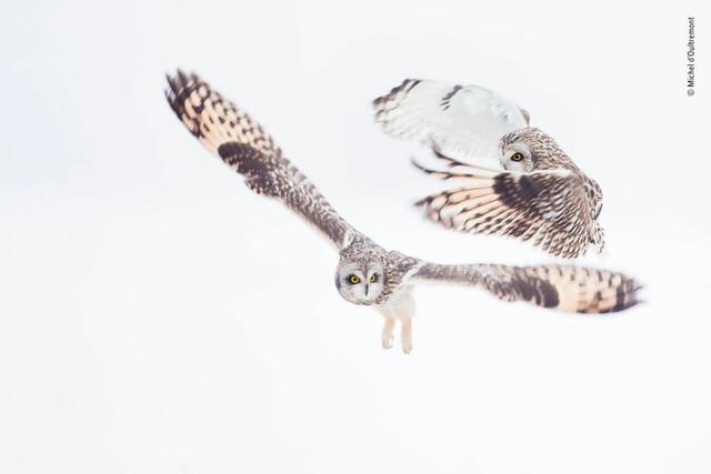 欧美吴彦祖，微信头像，欧美吴彦祖（2018年度最佳野生动物摄影作品图集）