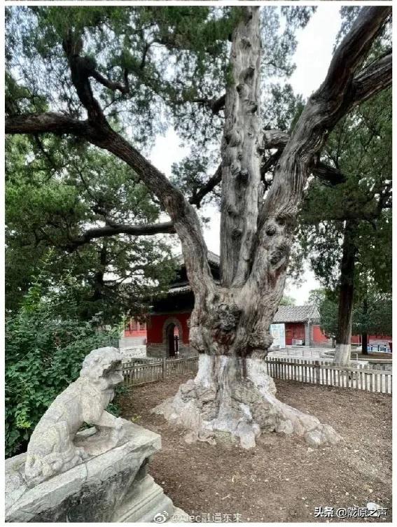 北京海淀区附近寺庙地址，朝礼千寺之677