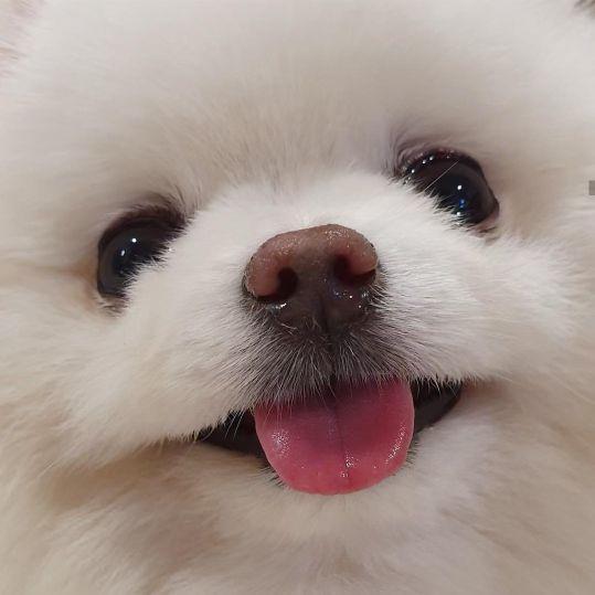 微信头像动物可爱超萌，超奶萌可爱动物类头像（可爱小动物头像）