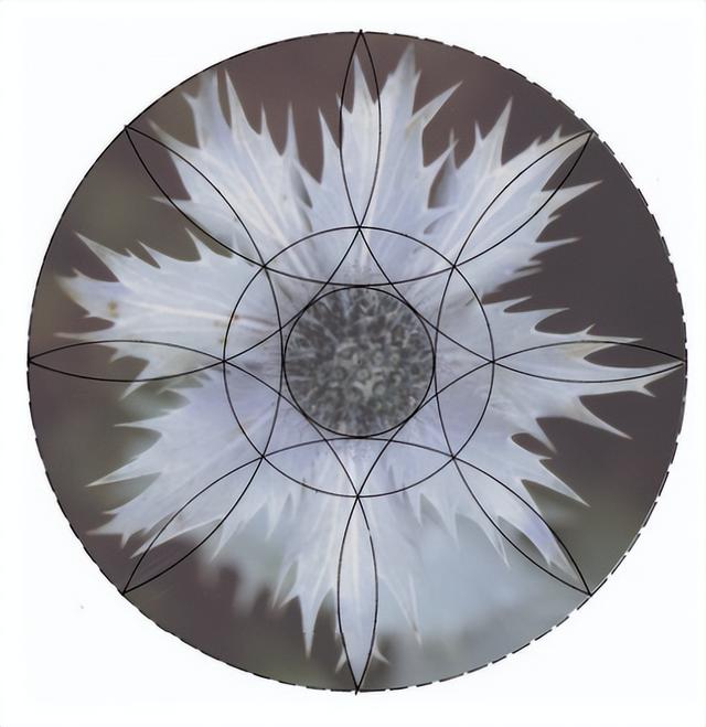 花朵的构造有哪些，花朵的组成结构（暴力拆解花朵的几何结构）