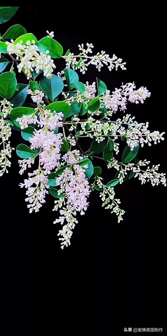 适合发心情的图片   赏图愉快哦:），关于发心情的图片（鲜艳欲滴的花朵）