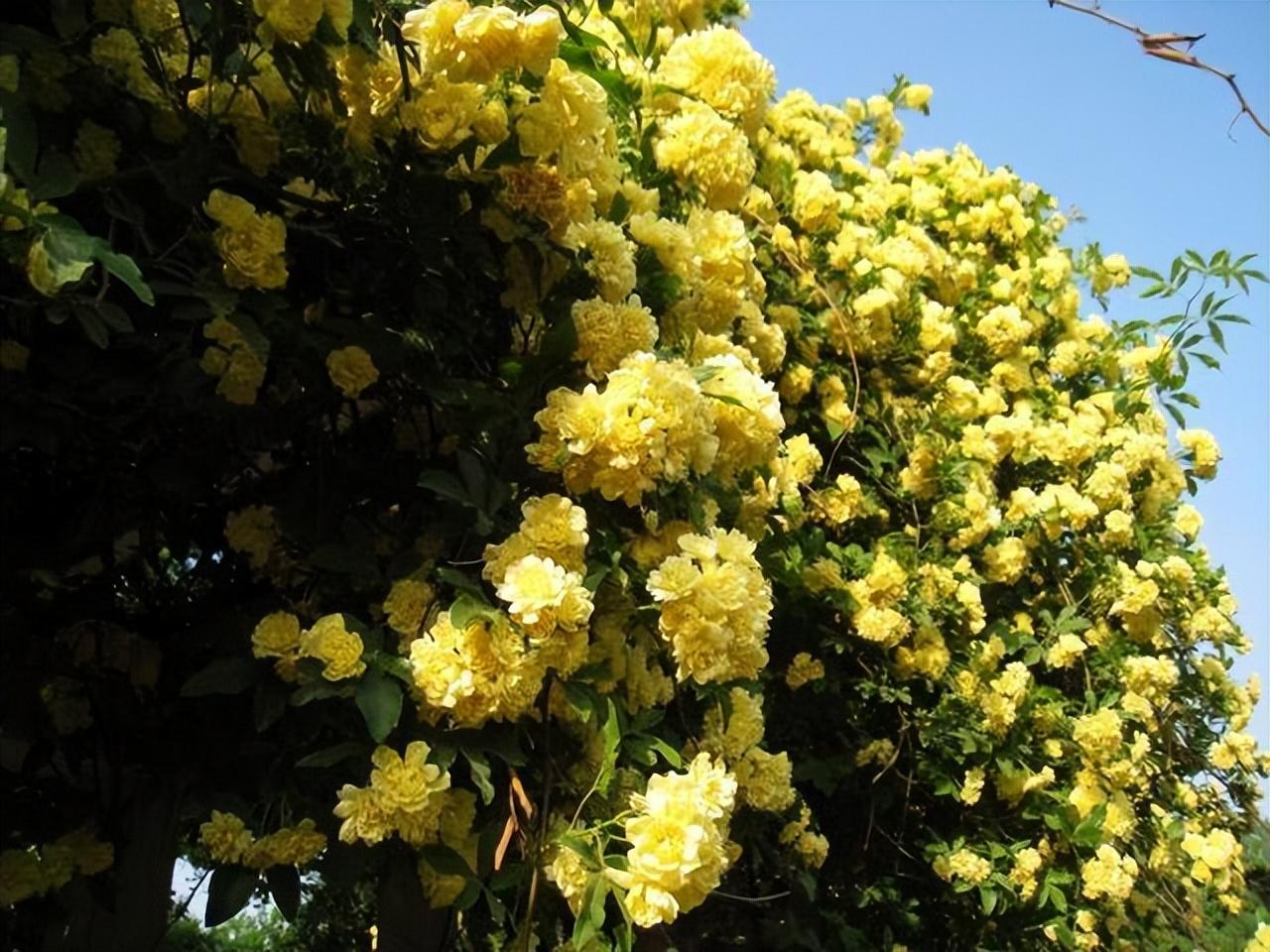 木香花是爬藤植物吗(木香花苗爬藤植物) - 农业 - 爱宁信息网