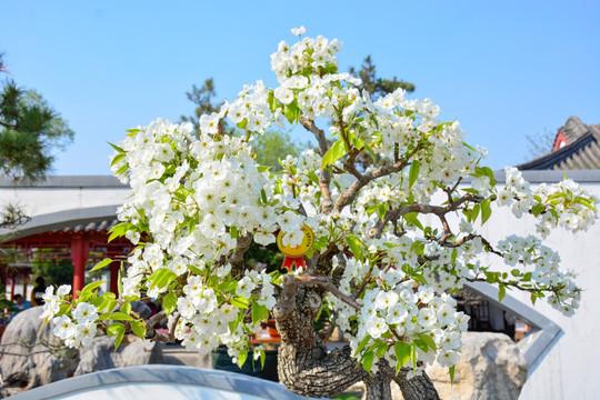 农村能吃的100种野菜图片,有哪些野菜可以吃 农村能吃的100种野菜图片,有哪些野菜可以吃