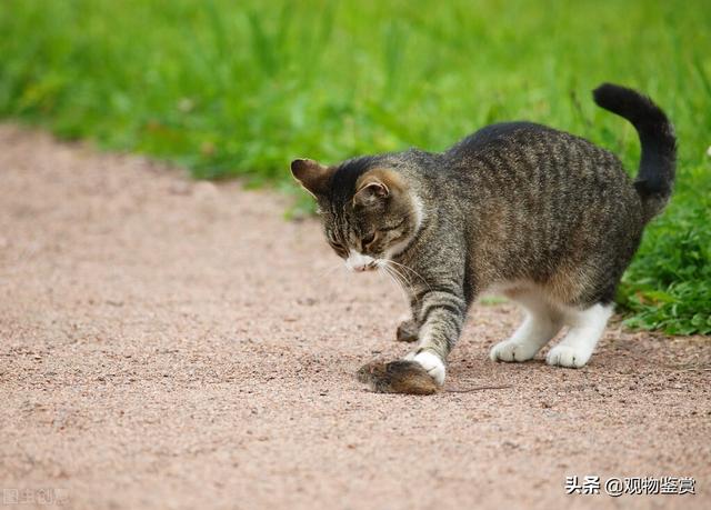 小猫不抓老鼠怎么办如何训练小猫抓老鼠，小猫不会捉老鼠怎么办（小猫在屋里怎么样捉老鼠）