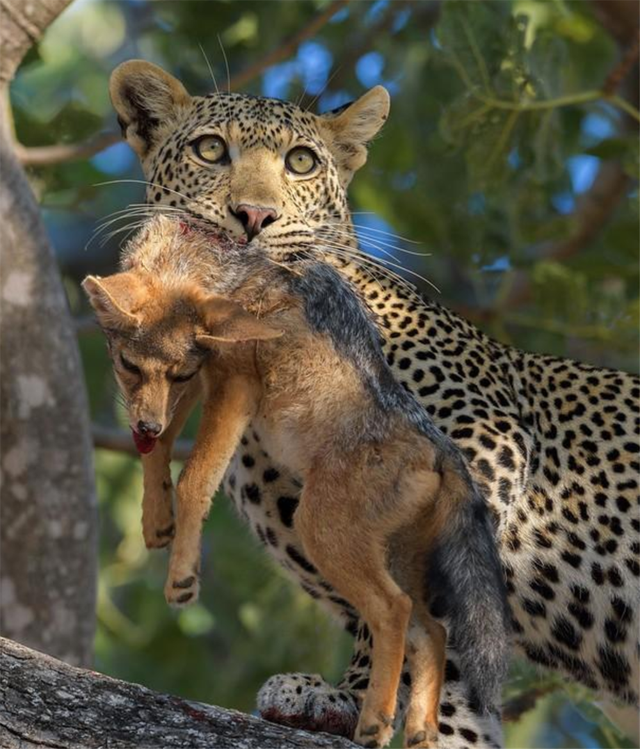 花豹为什么吃猎豹,花豹会捕食猎豹吗(却被吃素的箭猪刺伤)