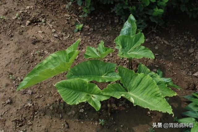 曼陀罗花的图片，曼陀罗花是什么（301味中药材的原植物彩色图谱）