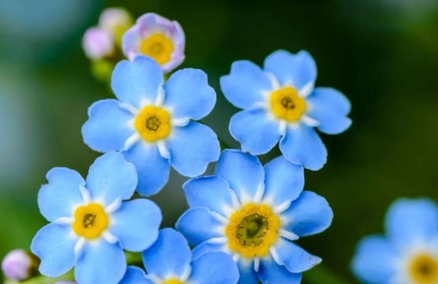 笑靥和笑魇的区别，笑魇如花还是笑靥如花（笑魇如花还是笑靥如花读音）