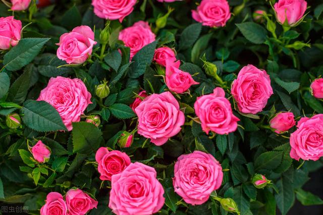 爱情交友宣言，爱情交友宣言精美语句简短（最适合发朋友圈的爱情宣言）