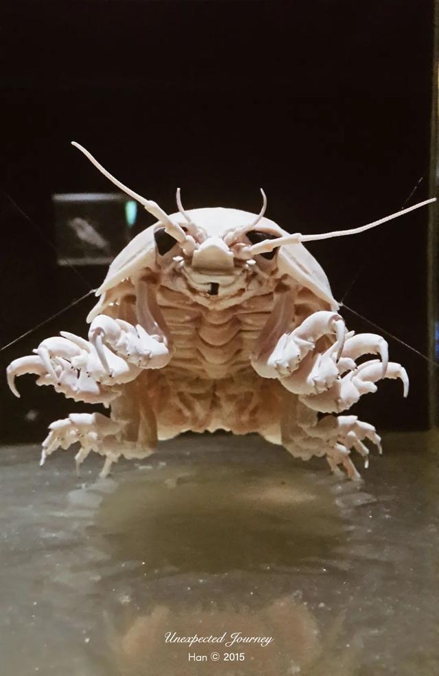 什么是具足虫，具足虫平安名堇（窥探奇异生物的世界）