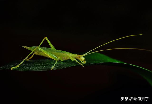 野生竹蛉的饲养，竹蛉幼虫养殖（竹蛉该如何饲养）