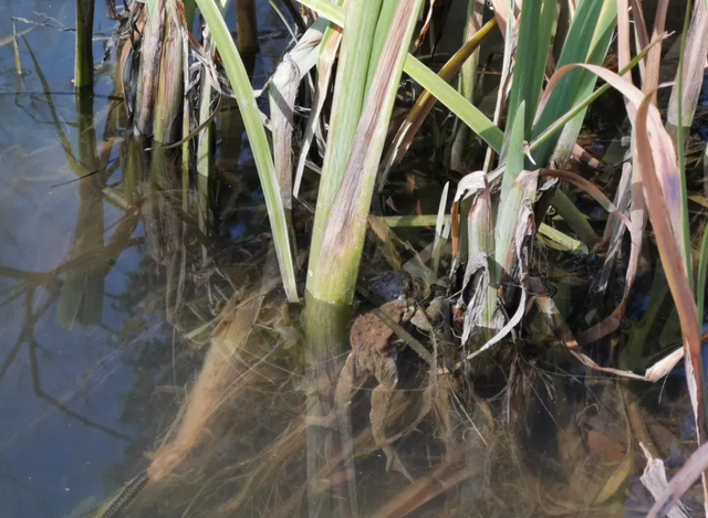 蟾蜍有毒吗，很多人或许都觉得很意外（红色的蟾蜍有毒吗）