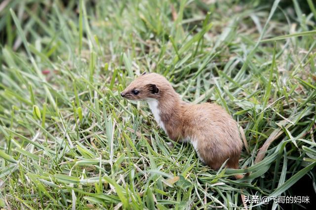 刺猬吃什么食物，刺猬吃什么（“臭屁王”巧吃刺猬）