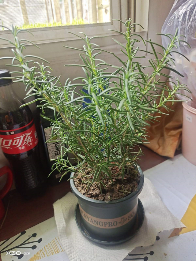 适合卧室养的花，卧室适合养什么花（卧室养4种花）