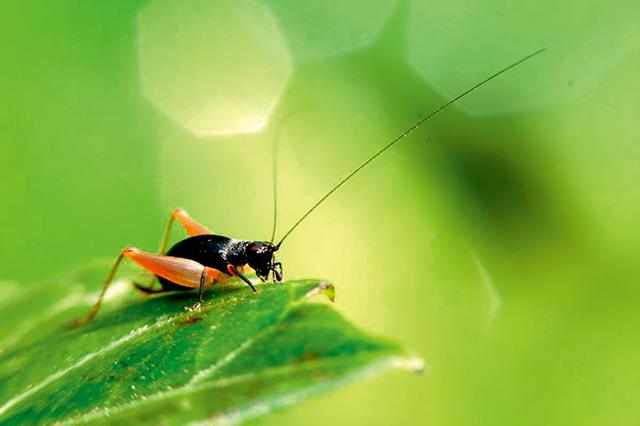 蛐蛐怎么叫,晚上蛐蛐怎么叫(蟋蟀的声音)