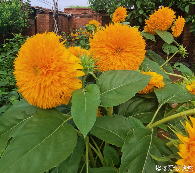 春天丛生的开花植物，50种花春天播种