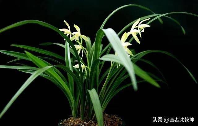 十大最贵最美兰花，绝美兰花50幅