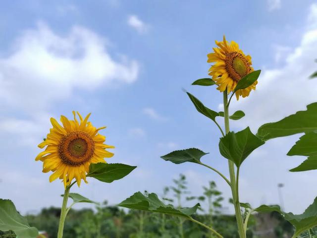 向日葵盛开的夏天，向日葵发圈配文（夏日的向日葵）
