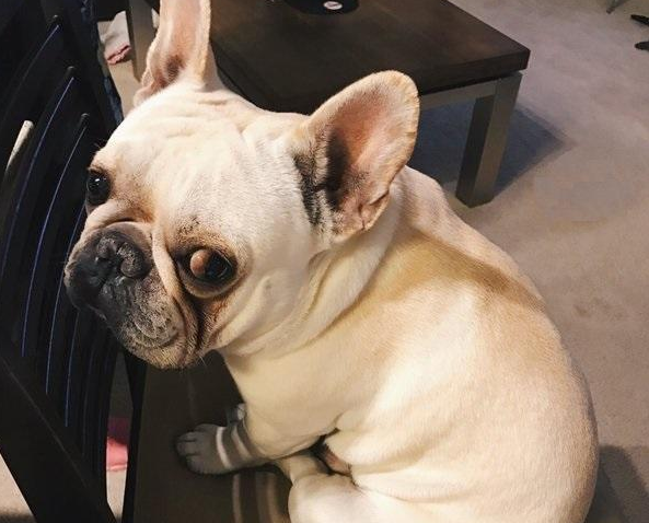 巨贵犬多少钱一只，比熊犬价格大概多少钱一只（网友：养得起这些狗）