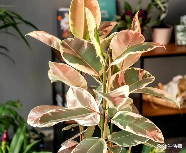 橡皮树的禁忌有毒，搞清楚1点